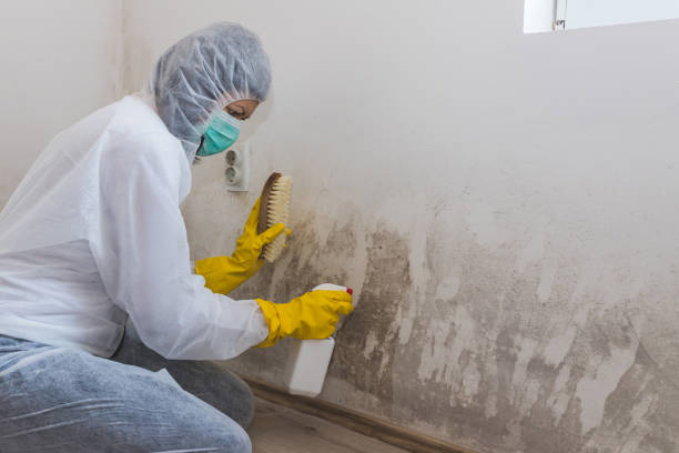 Best Environmental Consulting for Mold Prevention in Faribault, MN